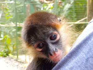 Isabella the baby rescue monkey, Projecto Asis, Costa Rica. Copyright Max Rolt Bacino