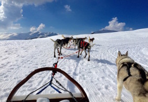 Dog-sledding in Alpe d'Huez. Copyright Gretta Schifano