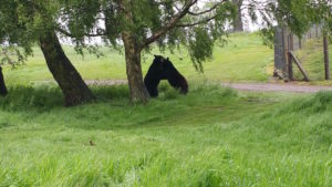 Bears, Woburn Safari Park. Copyright Sharmeen Ziauddin