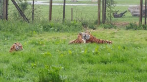 Tigers, Woburn Safari Park. Copyright Sharmeen Ziauddin