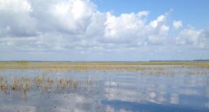 Boggy Creek, Florida. Copyright Gretta Schifano