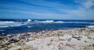 Cape of Good Hope Nature Reserve, South Africa. Copyright Max Rolt Bacino