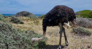 Ostrich, Cape of Good Hope Nature Reserve, Soith Africa. Copyright Max Rolt Bacino