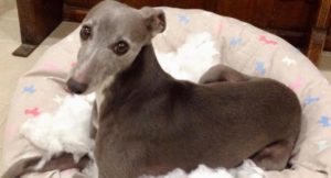 Bluebell in yet another dog bed. Copyright Sal Schifano