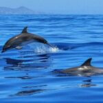 2.5 Hours Sunset Boat Tour in Search of Dolphins - The Experience in Detail