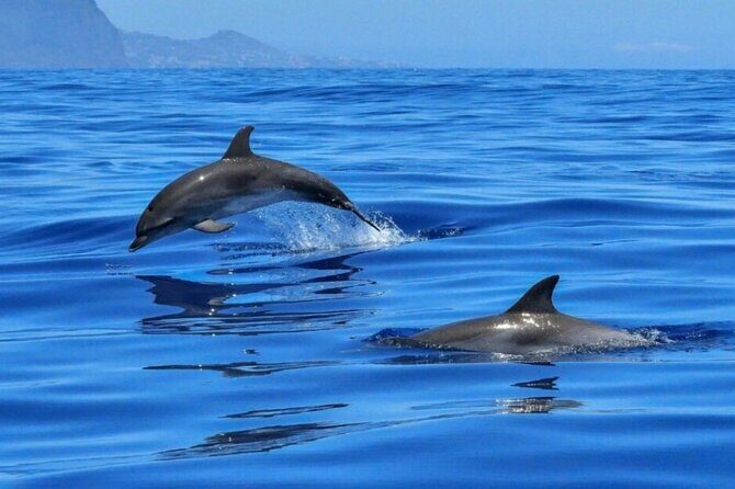 2.5 Hours Sunset Boat Tour in Search of Dolphins - The Experience in Detail
