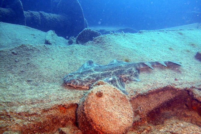 2 Dive Package for PADI Qualified Divers in Gran Canaria - The Dive Sites: Reef and Wrecks