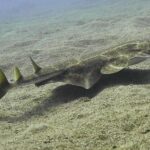 2 Dives, Certified Divers - Tenerife - The Logistics: Meeting Points, Timing, and Group Size