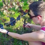 2 Wineries Small Group Tour with Hotel Pick-up from Sitges - The Practical Details and Why They Matter