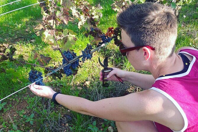 2 Wineries Small Group Tour with Hotel Pick-up from Sitges - The Practical Details and Why They Matter