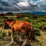 2h Buggy Tour  Arcos de Valdevez  Peneda Gerês - Why This Tour Works
