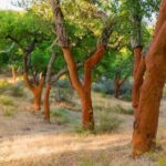 2hr Walk in a Cork Forest - Who Should Consider This Experience?