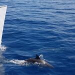 2hrs Dolphins Sunset Sailing Cruise With Drink - Who Should Consider It?