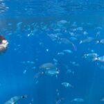 3 Hours Aquarium and Margaritas Islands Excursion - The Experience on the Water
