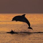 3hours all inclusive Sunset&Dolphin Tour from Medulin on Sandra - Authentic Traveler Feedback