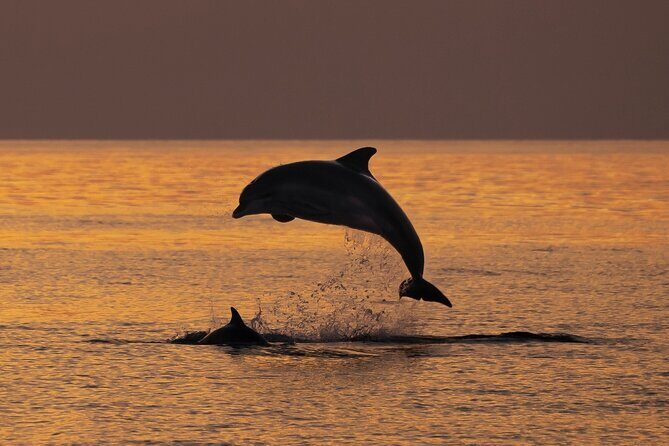 3hours all inclusive Sunset&Dolphin Tour from Medulin on Sandra - Authentic Traveler Feedback