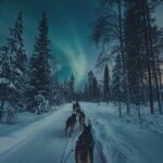 4hr Dog Sledding Tour under the Northern Lights - How Does the Price Reflect the Experience?