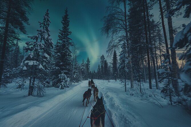 4hr Dog Sledding Tour under the Northern Lights - How Does the Price Reflect the Experience?