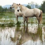 4x4 Camargue Safari 4h - Departure from Arles - Key Points