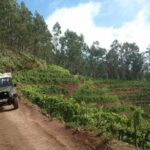 4x4 Safari Half day Poncha, Mountains, Vineyards and Cabo Girão Small group - Who Would Love This Tour?