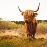 5-Day Orkney & Northern Coast Tour from Edinburgh Incl Admissions - Who Would Love This Tour?