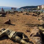 6 Days Turkey Tour Cappadocia, Ephesus, Pamukkale, Gallipoli, Troy Tour - Practicalities and Value