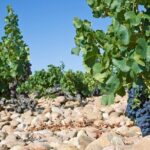 A Day in Provence Small Group Tour from Marseille - The Practicalities: What You Need to Know