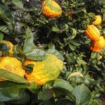 A unique private boat tour of isola Bella with guide Micaela - Detailed Breakdown of the Tour