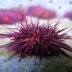 Abalone farm tour and tasting with coastal seaweed walk. Guided. 2 hours - Who Will Love This Tour?