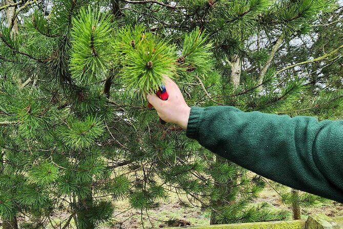 Adult Foraging Walk & Bushcraft Cookery Course for Beginners - What Makes This Tour Stand Out?