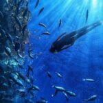 Afrikat Afternoon Cruise - Frequently Asked Questions