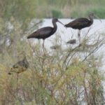 Afternoon birdwatching at Lagoa dos Salgados - Authentic Experiences from Past Participants