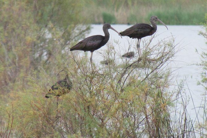 Afternoon birdwatching at Lagoa dos Salgados - Authentic Experiences from Past Participants