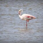 Aigues Mortes: 4x4 photo safari in the Camargue - FAQs
