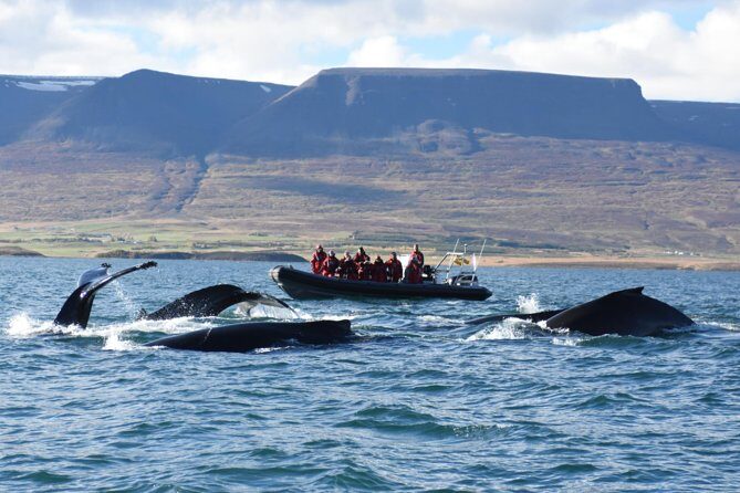 Akureyri Express Whale Watching by RIB boat - The Practicalities: How It Works