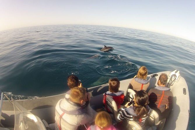 Algarve Dolphin Watching & Marine Life Eco Tour - Frequently Asked Questions