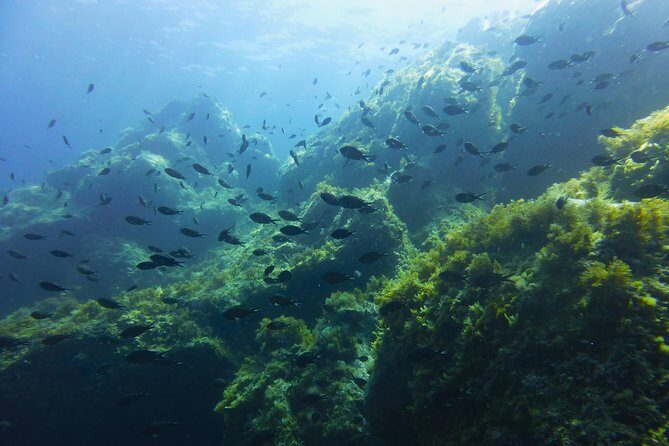 Alghero - Dolphin Watching and Guided Snorkeling (summer tour) - The Itinerary: What to Expect on the Day