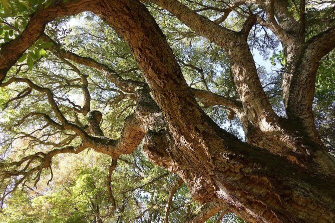 Alghero: Jeep tour to discover nature and breathtaking landscapes - A Cultural Stop at an Archaeological Park