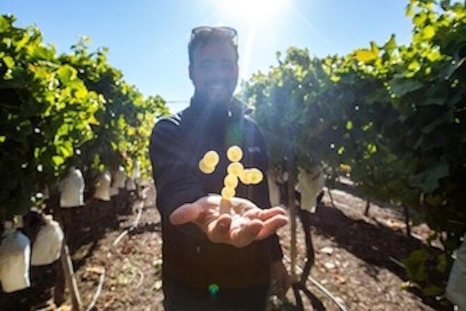 Alicante Wine Tour with Wine Tasting - Practical Tips & Considerations