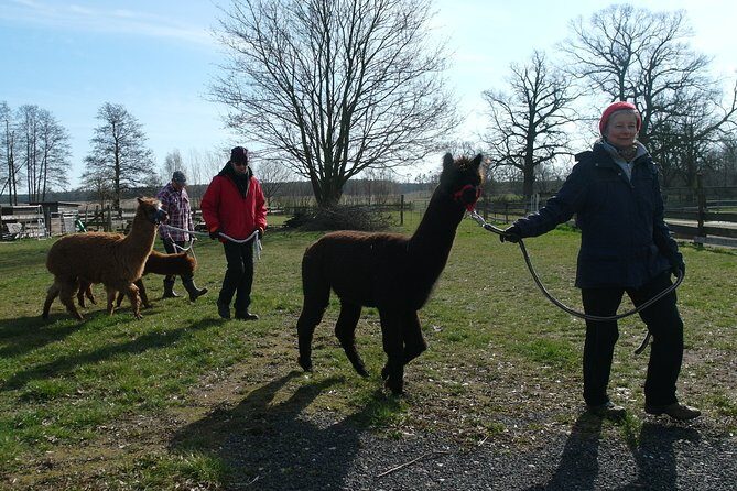 Alpaca hike in the Barnimer Feldmark - Cost & Value