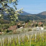 Alsace 4 Wonders Small-Group Day Trip from Colmar - Potential Downsides and Considerations