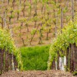 Alsace Wine Route Small Group Half-Day Tour with Tasting from Strasbourg - Final Thoughts