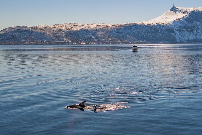 Alta Fjord Whale Watching on a Heated Boat - What Travelers Say About This Experience