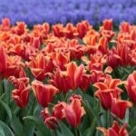 Amsterdam TulipFields of Holland Tour - Who Would Love This Tour?