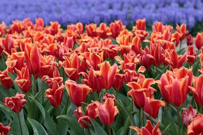 Amsterdam TulipFields of Holland Tour - Who Would Love This Tour?