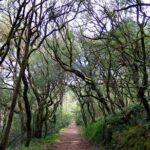 An adventure through the Forest and Palace of Bussaco - Coimbra - The Itinerary in Detail