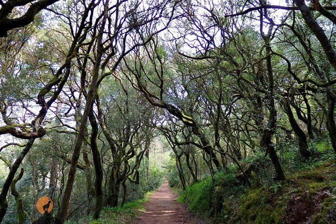 An adventure through the Forest and Palace of Bussaco - Coimbra - The Itinerary in Detail