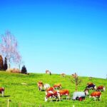 Appenzell and Liechtenstein Tour from Zurich - Authentic Feedback from Travelers