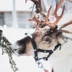 Arctic Circle Highlights Family Day - Authentic Traveler Insights