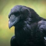 Arctic Polar Bear Adventure with Lunch in Rovaniemi! - Who Should Consider This Tour?